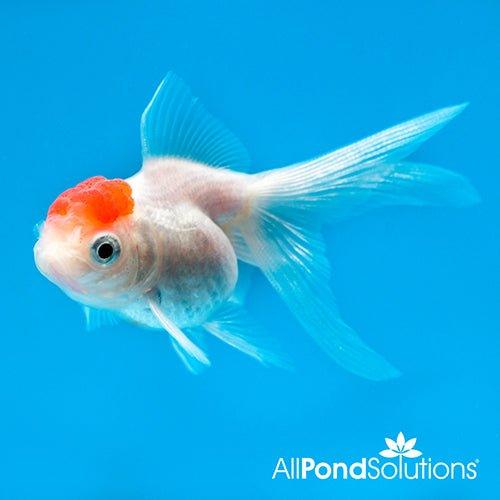 Red Cap Oranda - Carassius auratus - AllPondSolutions