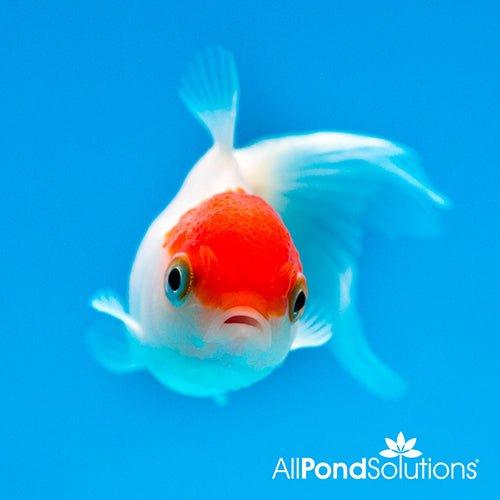 Red Cap Oranda - Carassius auratus - AllPondSolutions