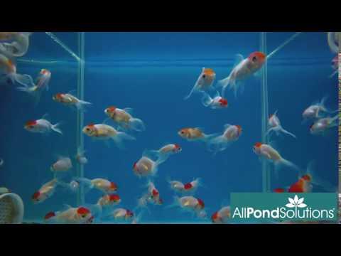 Red Cap Oranda - Carassius auratus - AllPondSolutions