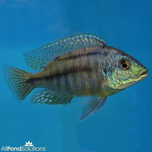 Red Empress Cichlid - Protomelas taeniolatus - AllPondSolutions