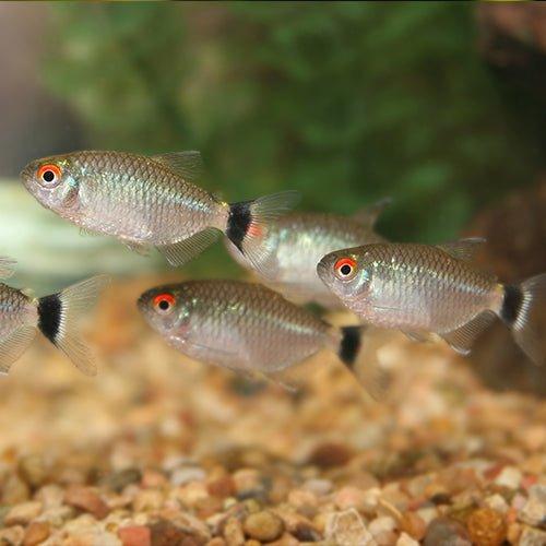 Red Eye Tetra - AllPondSolutions