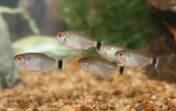 Red Eye Tetra - AllPondSolutions