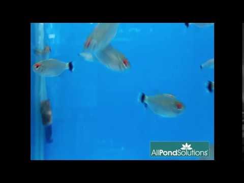 Red Eye Tetra - AllPondSolutions