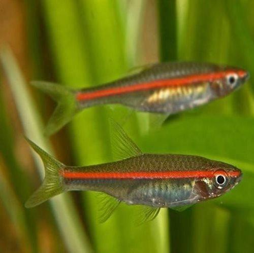 Red Raspitora Fish Red Lined Rasbora Fish for Sale - Allpondsolutions – AllPondSolutions