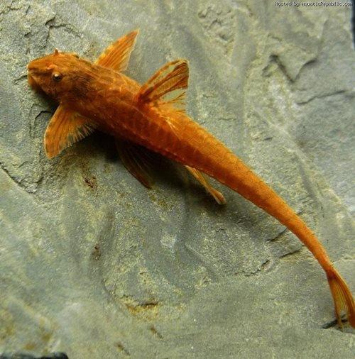 Red Lizard Catfish - Rineloricaria sp. - AllPondSolutions