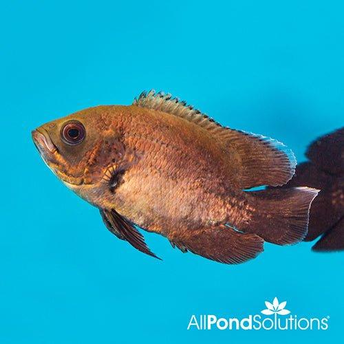 Red Oscar - Astronotus Ocellatus - 8-10cm - AllPondSolutions