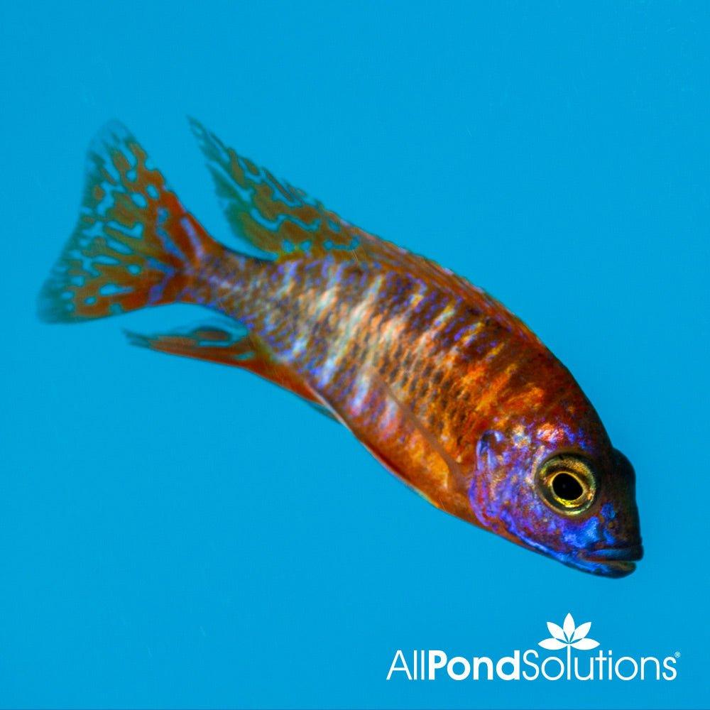 Red Peacock Cichlid - Aulonocara nyassae (Red) - AllPondSolutions