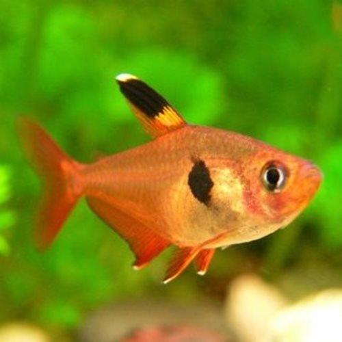 Red Phantom Tetra - AllPondSolutions