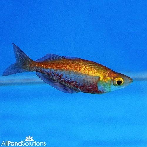 Red Rainbow - Glossolepis incisus - AllPondSolutions