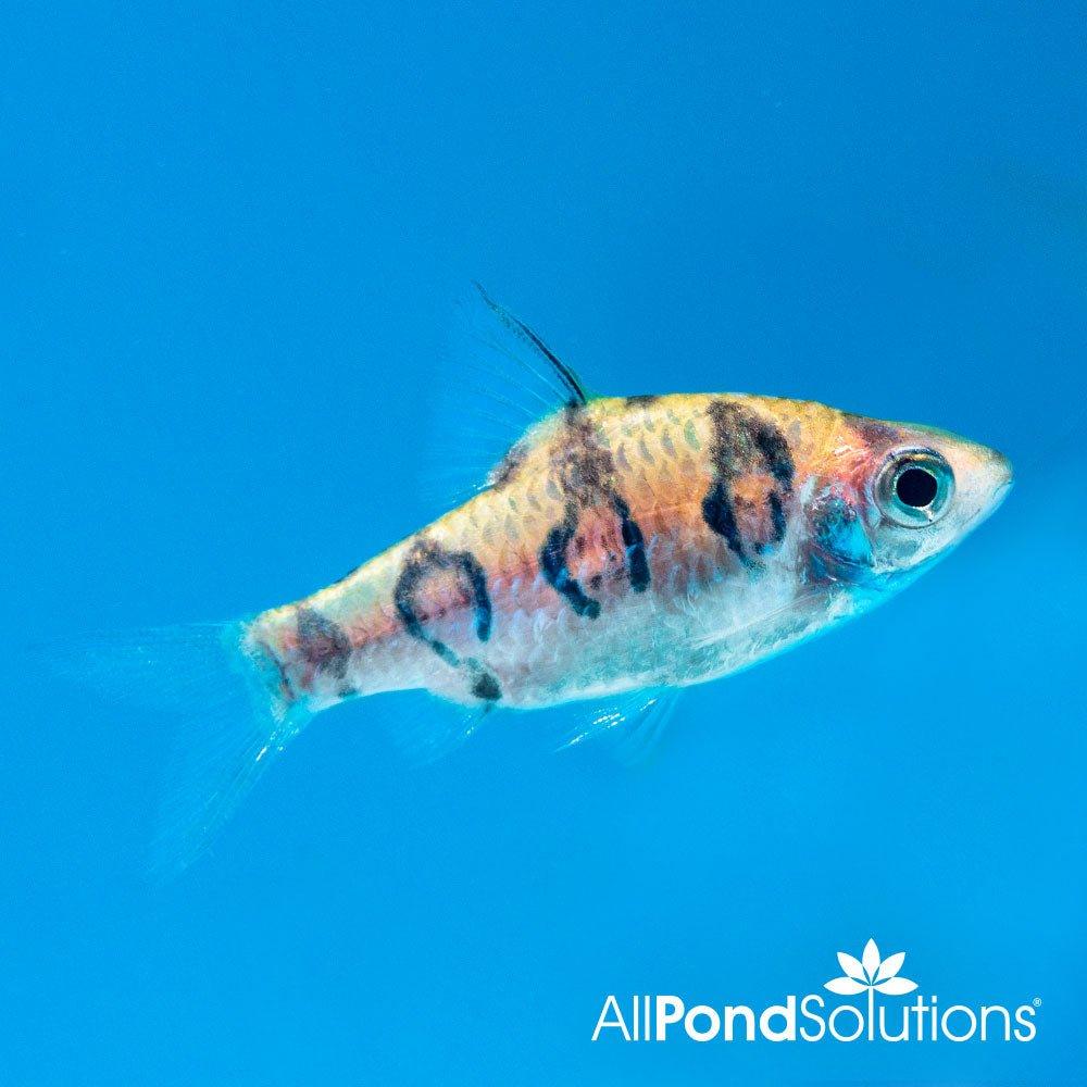 Red Rhomb Barb - AllPondSolutions