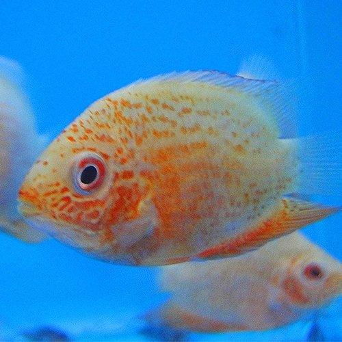 Red Spot Severum - Heros Efasciatus - AllPondSolutions