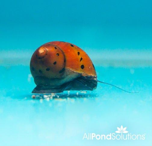 Red Spotted Snails - Neritina Natalensis Sp - AllPondSolutions