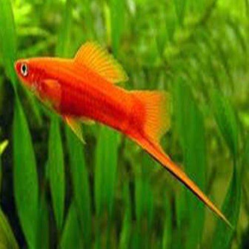 Red Swordtail - Xiphophorus hellerii - AllPondSolutions