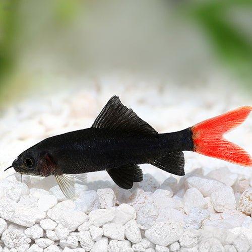 Red Tail Black Shark - Epalzeorhynchos bicolor - AllPondSolutions