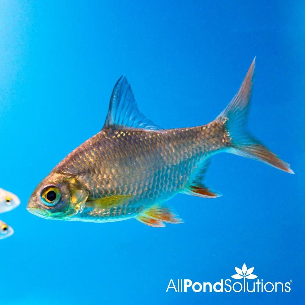 Red Tail Tinfoil Barb - Barbonymus altus - AllPondSolutions