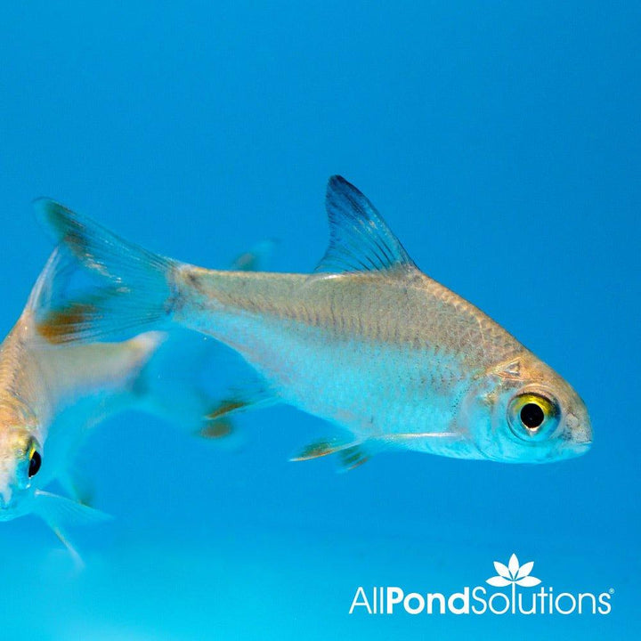 Red Tail Tinfoil Barb - Barbonymus altus - AllPondSolutions