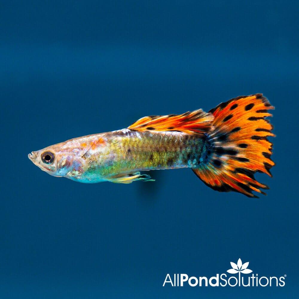 Red Tuxedo Neon Guppy - Poecilia reticulata - AllPondSolutions