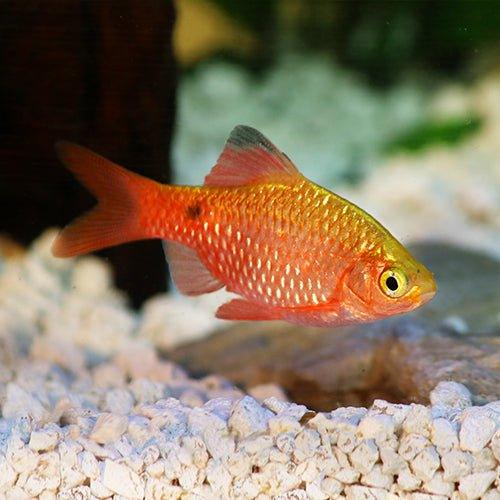 Rosy Barb - Pethia conchonius - AllPondSolutions