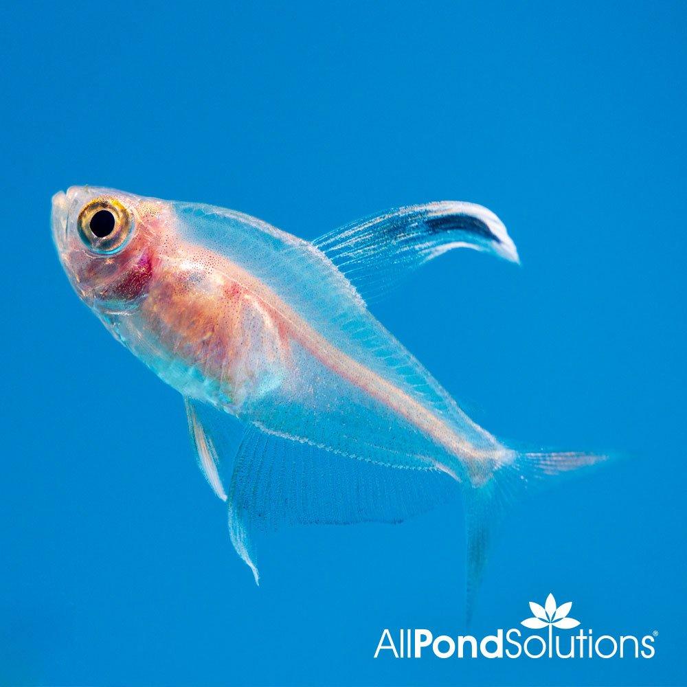 Rosy Tetra - Hyphessobrycon rosaceus - AllPondSolutions