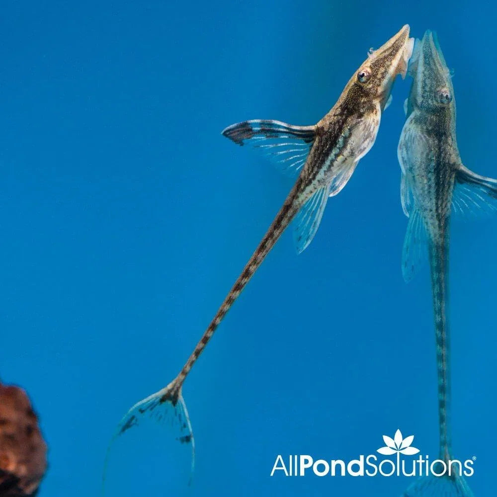 Royal Twig Catfish - Sturisoma panamense - AllPondSolutions