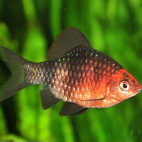 Ruby Barb - Pethia padamya - Bundles 1 - 15 - AllPondSolutions