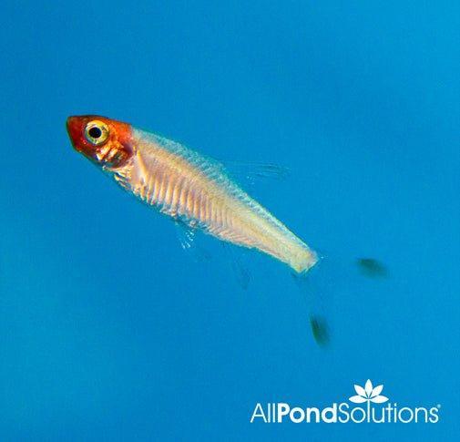 Rummynose Rasbora - Sawbwa Resplendens