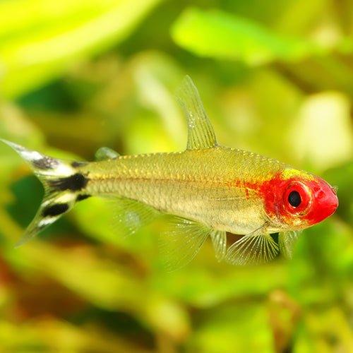 Rummynose Tetra