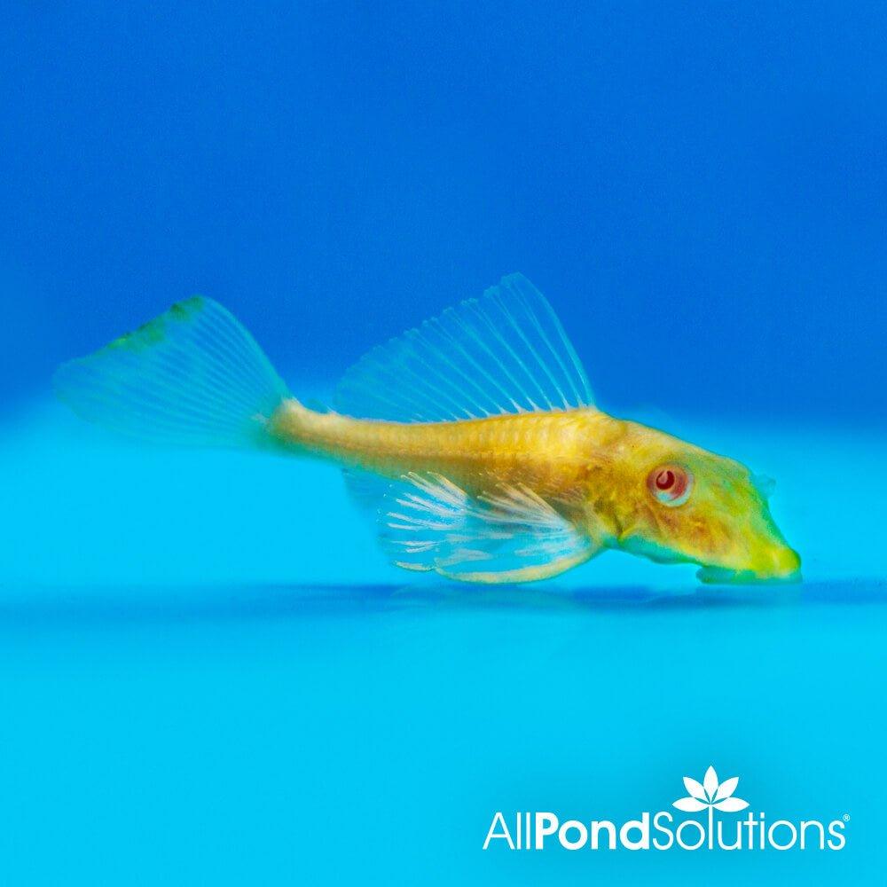 Sailfin Plecostomus Albino - Pterygoplichthys Gibbiceps - AllPondSolutions