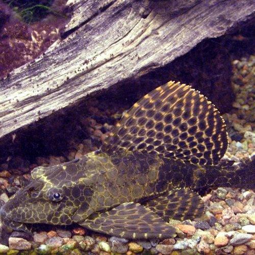 Sailfin Plecostomus - Pterygoplichthys gibbiceps - AllPondSolutions