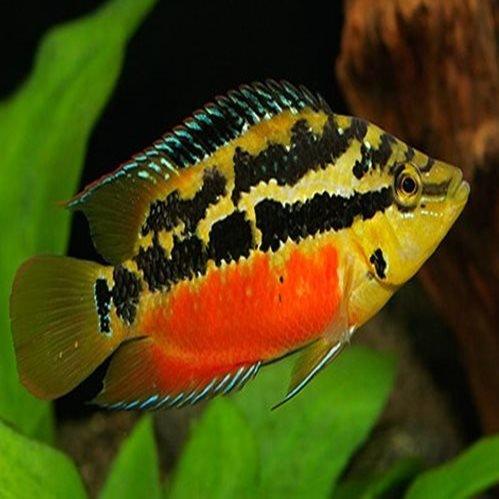 Salvins Cichlid - Cichlasoma Salvini - AllPondSolutions