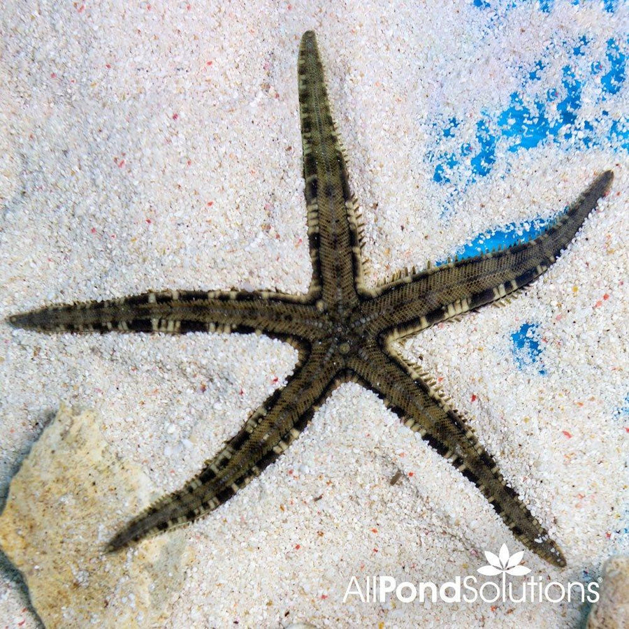 Sand Starfish - Archaster typicus - AllPondSolutions