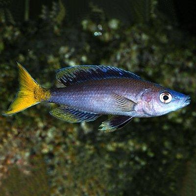 Sardine Cichlid - Cyprichromis leptosoma - AllPondSolutions