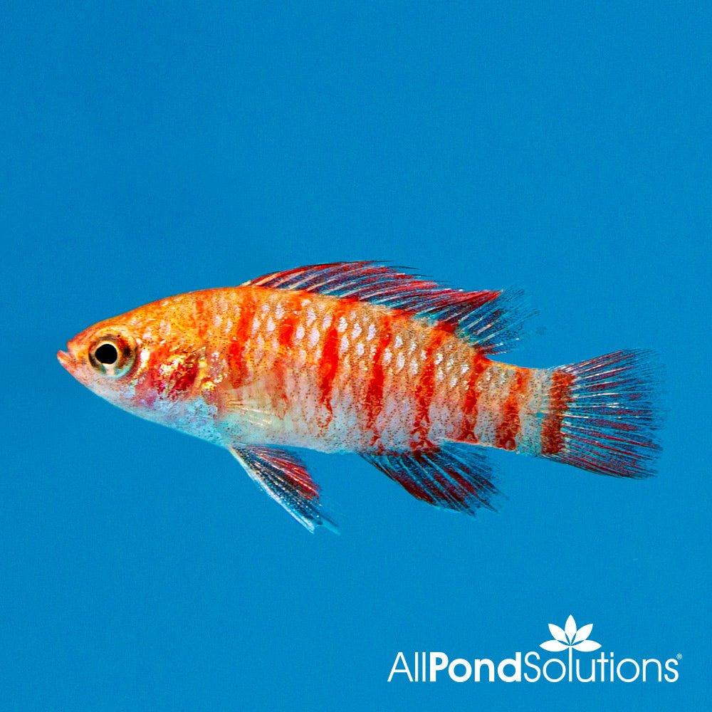 Scarlet Badis - Badis bengalensis - AllPondSolutions