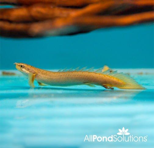 Senegal Bichir - Polypterus Senegalus - AllPondSolutions