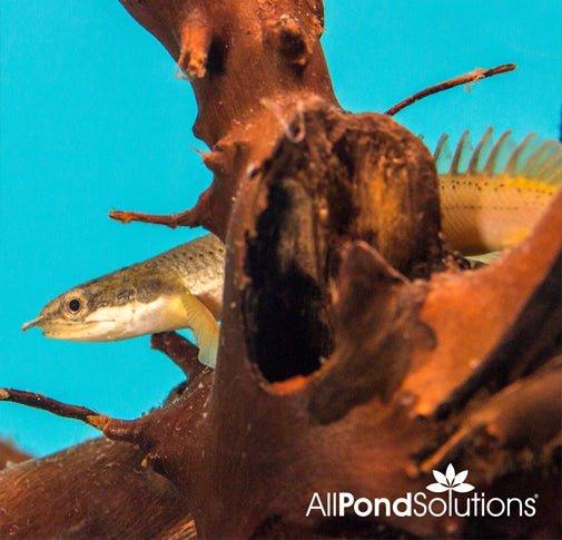 Senegal Bichir - Polypterus Senegalus - AllPondSolutions