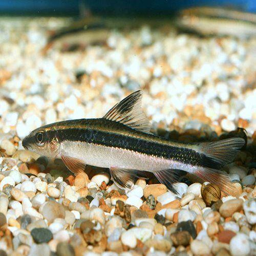 Siamese Algae Eater - Crossocheilus siamensis - AllPondSolutions