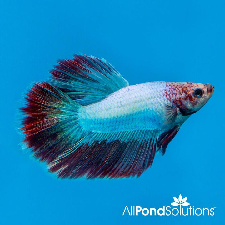 Siamese Fighting Fish Halfmoon Combi Mascot- Betta Splendens - AllPondSolutions