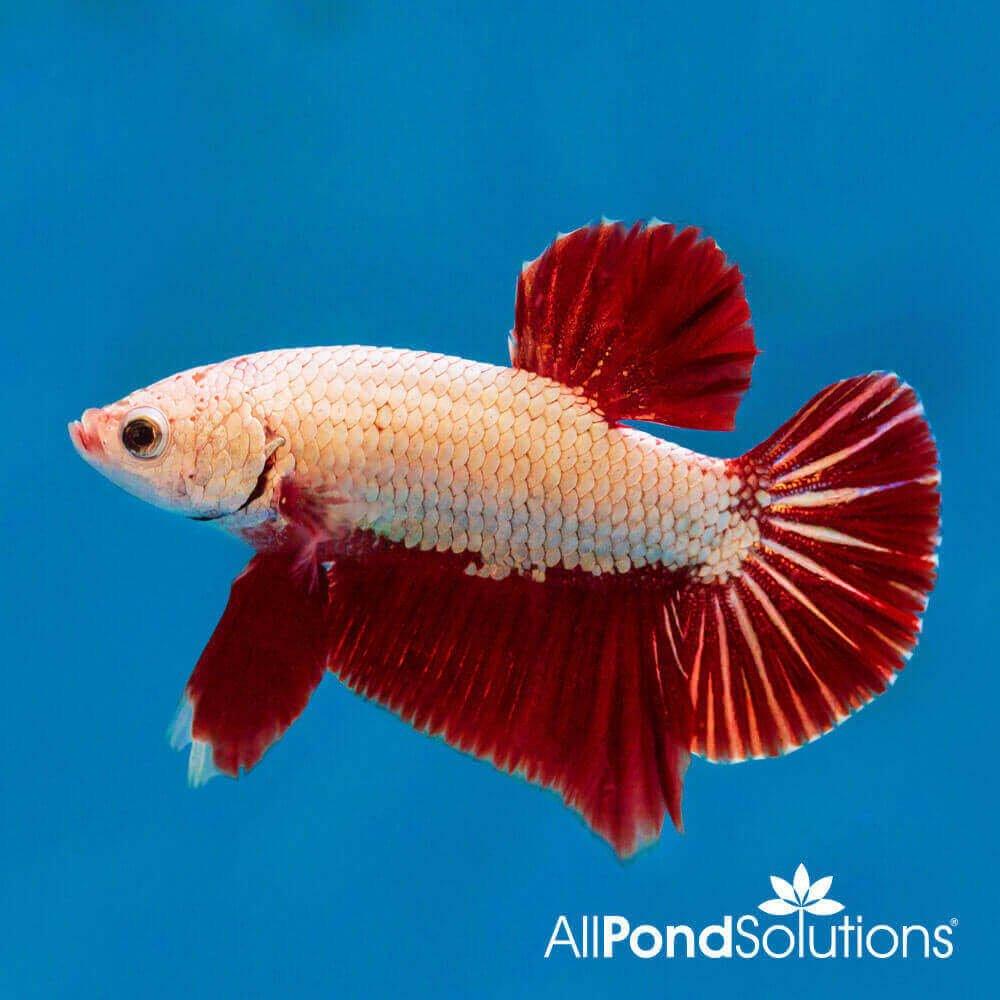 Siamese Fighting Fish Plakat Combi Dragon - Betta Splendens - AllPondSolutions