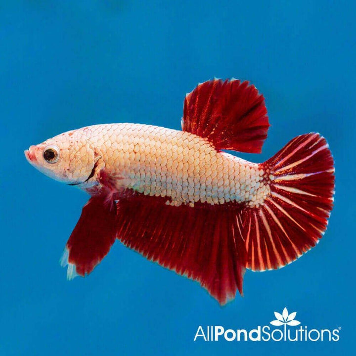 Buy Siamese Fighting Fish Online – AllPondSolutions