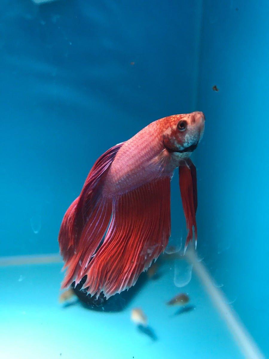 Siamese Fighting Fish Select 2 - Betta Splendens - AllPondSolutions