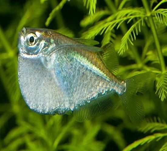 Silver Hatchet Fish - Thoracocharax stellatus - AllPondSolutions
