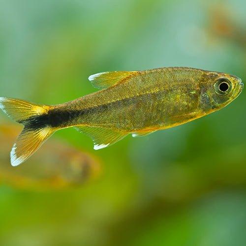 Silvertip Tetra - Hasemania nana - AllPondSolutions