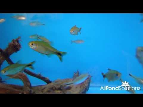 Silvertip Tetra - Hasemania nana - AllPondSolutions