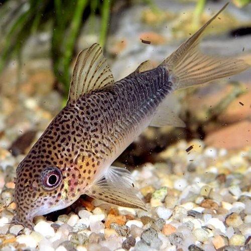 Similis Corydoras Catfish for Sale - Allpondsolutions – AllPondSolutions