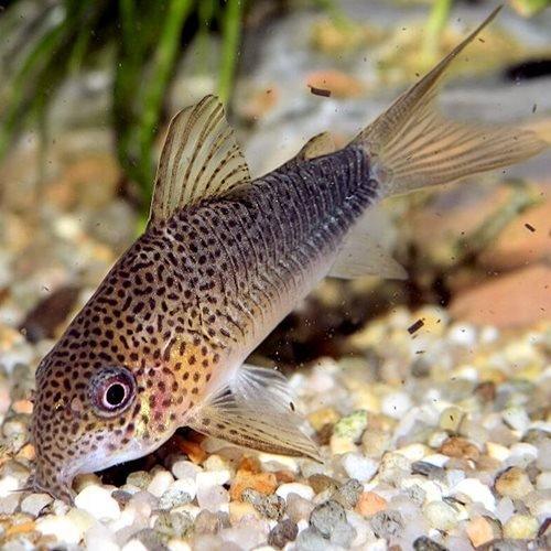 Similis Corydoras - Corydoras similis - AllPondSolutions