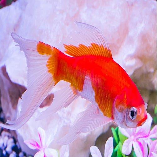 Single Tail Goldfish - Carassius auratus - AllPondSolutions