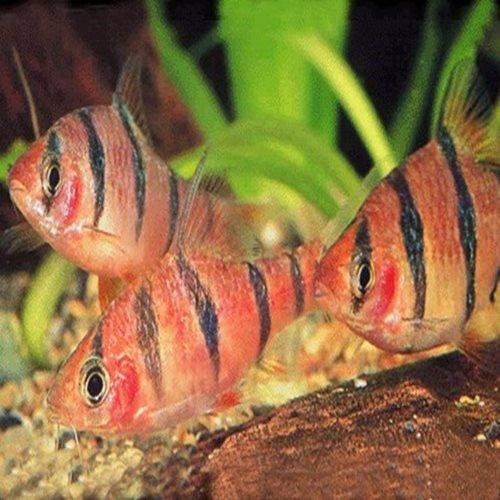 Six Banded Barb - AllPondSolutions