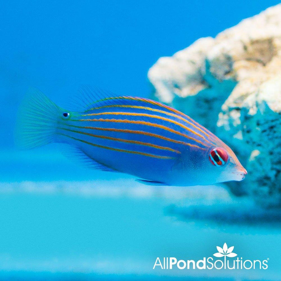 Six Line Wrasse - Pseudocheilinus hexataenia - AllPondSolutions