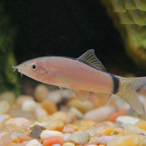 Skunk Botia - Yasuhikotakia morleti - AllPondSolutions