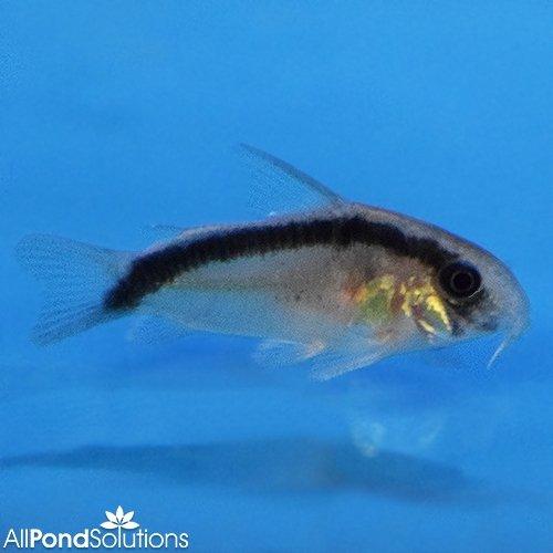 Skunk Corydoras - Corydoras arcuatus - AllPondSolutions